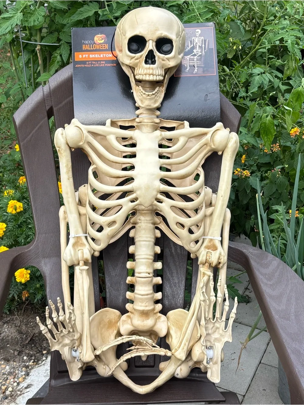 5FT Halloween Skeleton Life-Size Prop Decoration Posable Movable Joints